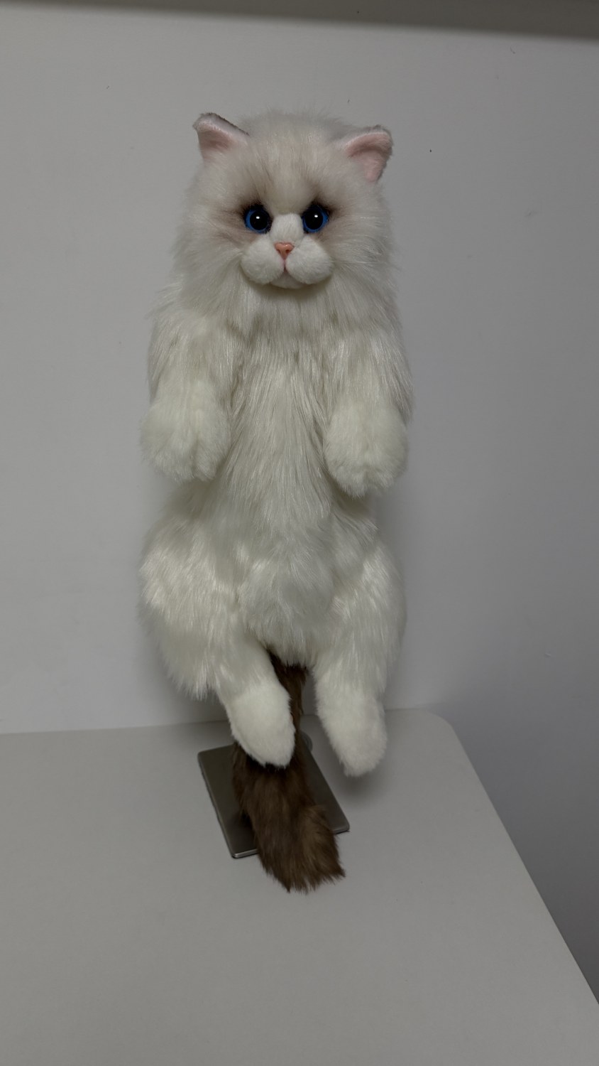 First white cat sample with blue eyes